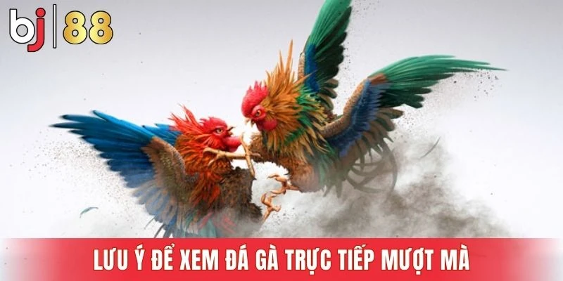 Bí quyết giúp xem đá gà liền mạch không bị giật