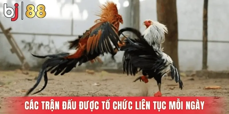 Các trận đấu được tổ chức liên tục mỗi ngày