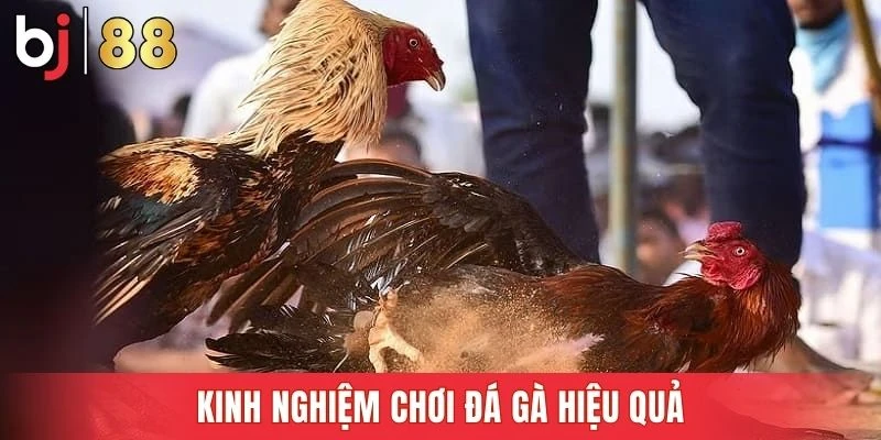 Chia sẻ mẹo chơi từ cược thủ dày dạn kinh nghiệm