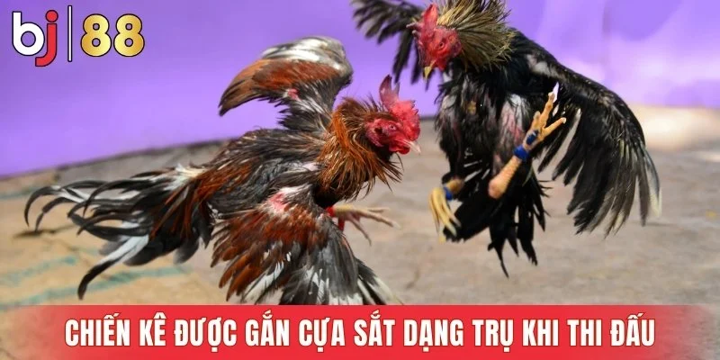Chiến kê được gắn cựa sắt dạng trụ khi thi đấu