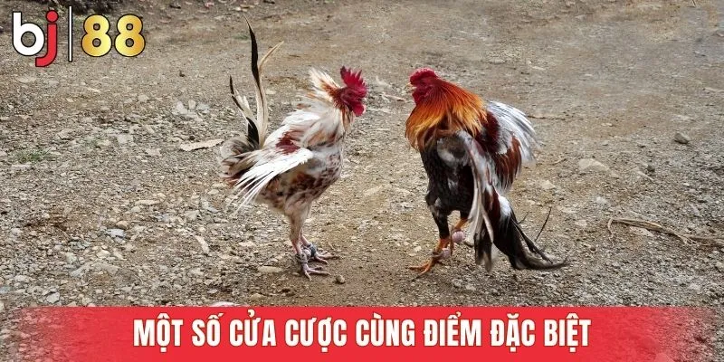 Một số cửa cược cùng điểm đặc biệt