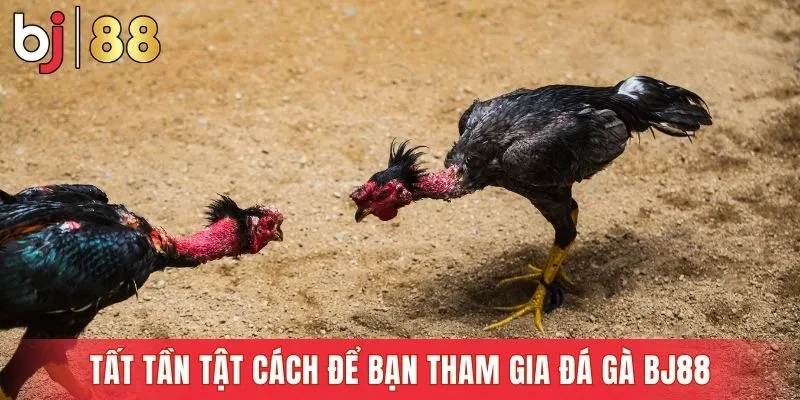 Tất tần tật cách để bạn tham gia đá gà Bj88