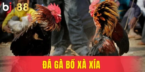 Đá gà Bồ Xà Xía - Sảnh Đá Gà Hấp Dẫn Hàng Trăm Trận