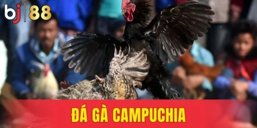 Đá Gà Campuchia - Tổng Hợp Các Trận Đấu Hay Nhất 2026