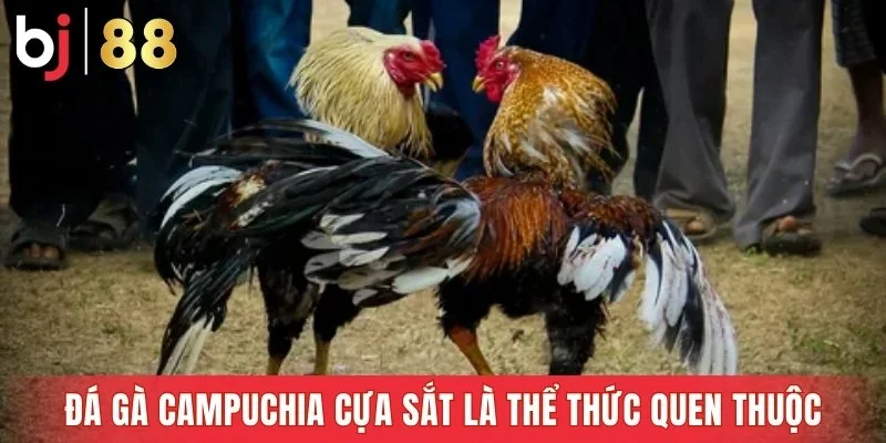 Đá gà Campuchia cựa sắt là thể thức quen thuộc