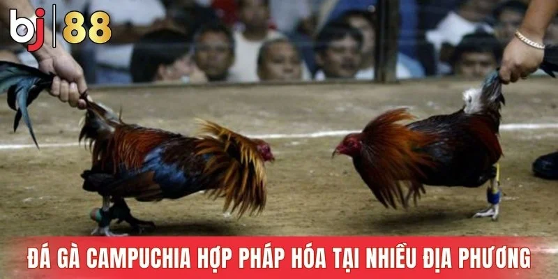 Đá gà Campuchia được hợp pháp hóa tại nhiều địa phương