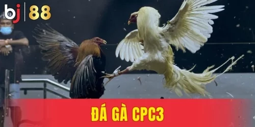 Đá Gà CPC3 - Mãn Nhãn Với Những Trận Gà Kinh Điển Nhất