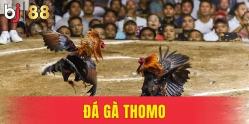 Đá Gà Thomo - Sới Gà Campuchia Uy Tín Số 1 Thị Trường