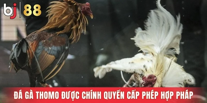 Đá gà Thomo được chính quyền cấp phép hợp pháp