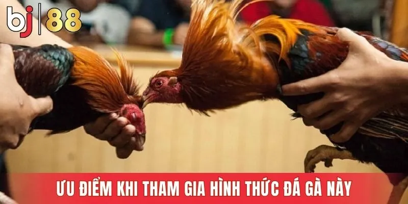 Ưu điểm khi tham gia hình thức đá gà này