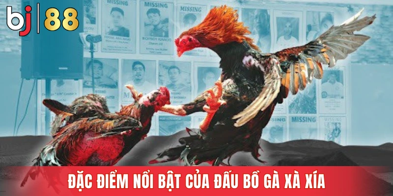 Đặc điểm nổi bật của đấu bồ gà Xà Xía