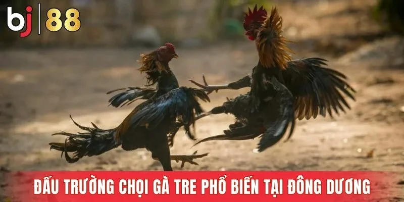 Đấu trường chọi gà tre phổ biến tại Đông Dương