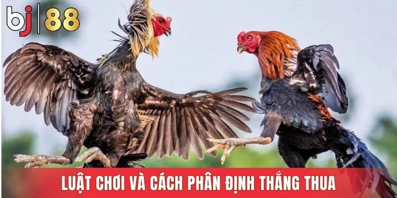Luật chơi đá gà cựa dao rõ ràng giúp cược thủ tự tin