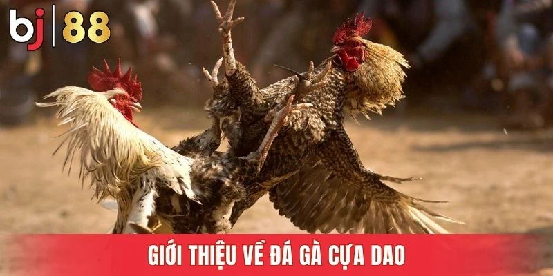 Môn đá gà tốc độ cao thu hút người chơi