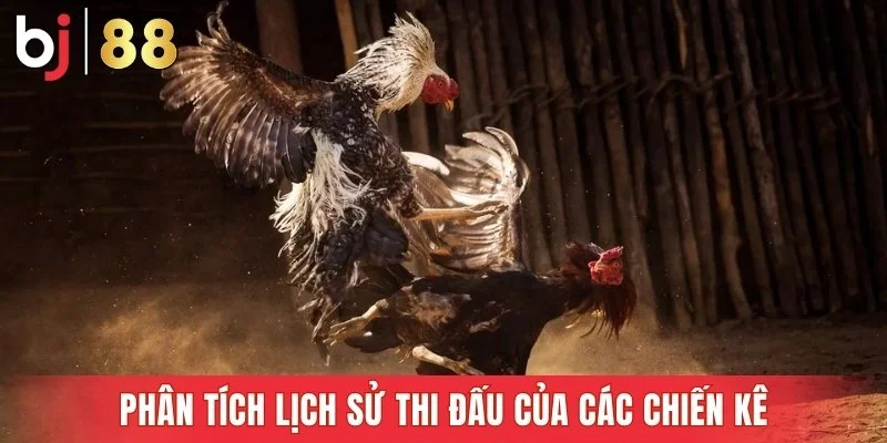 Phân tích lịch sử thi đấu của các chiến kê