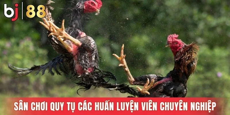 Sân chơi quy tụ các huấn luyện viên chuyên nghiệp