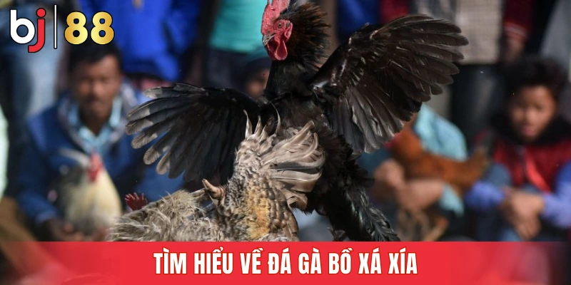 Tìm hiểu về đá gà Bồ Xá Xía