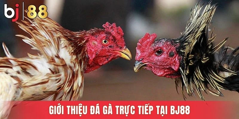 Xem đá gà tại nhà cái dễ dàng và sống động như thật
